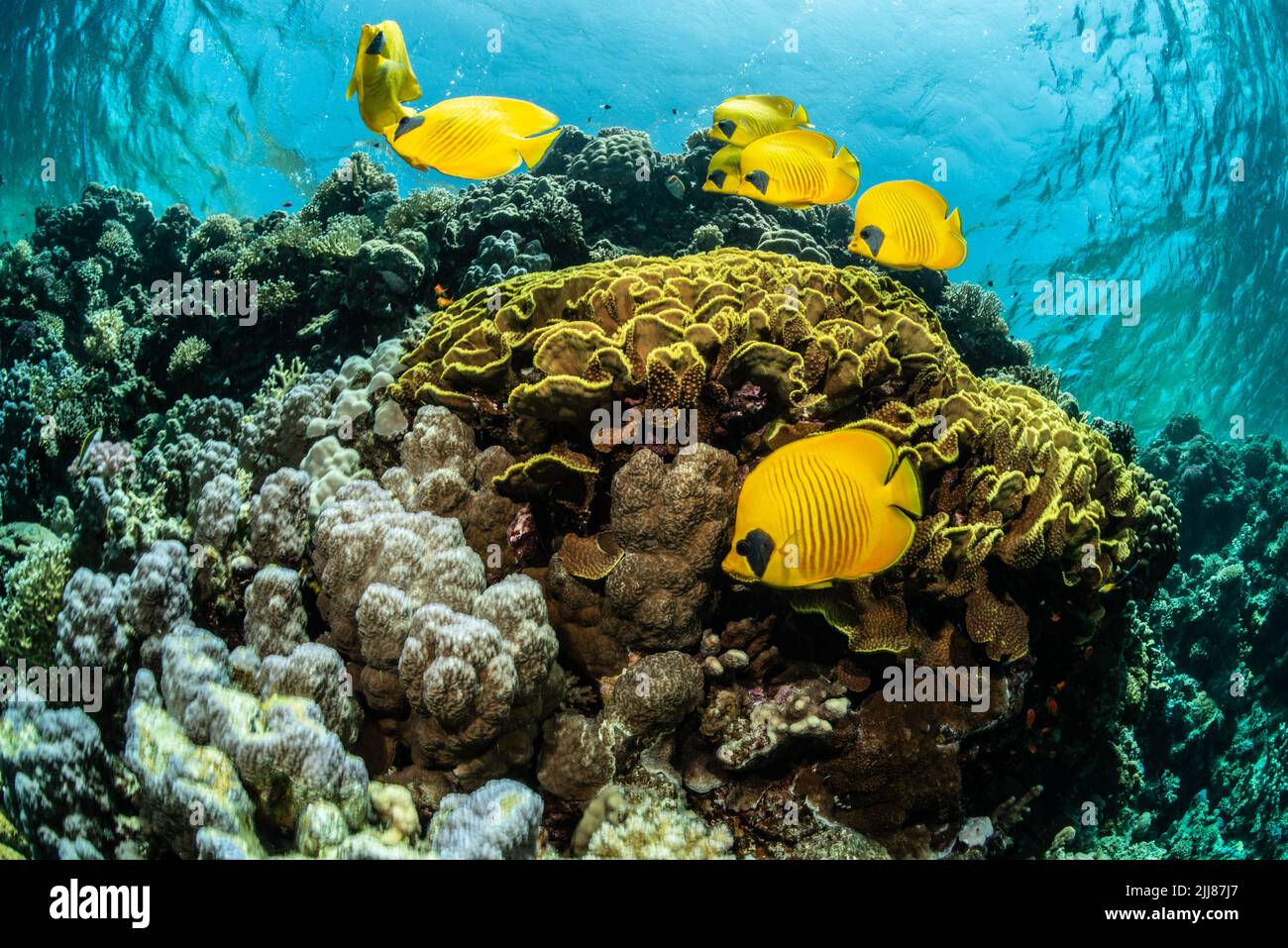 Coral reef scenario Foto Stock