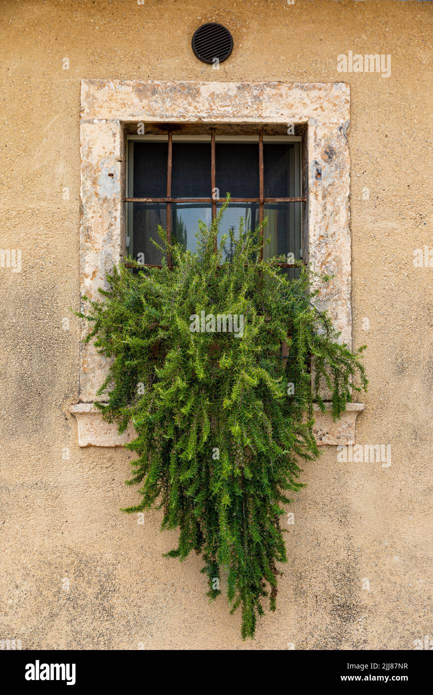 Una bella vetrata tipica italiana con barra d'acciaio su un muro giallo intonacato con pianta Rosemary nel villaggio di Colognola ai Colli, Verona, Italia Foto Stock