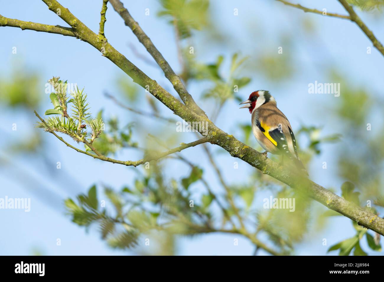 European goldfinch Carduelis carduelis, adulto, cantando da willow Salix sp., Weston-Super-Mare, Somerset, UK, aprile Foto Stock