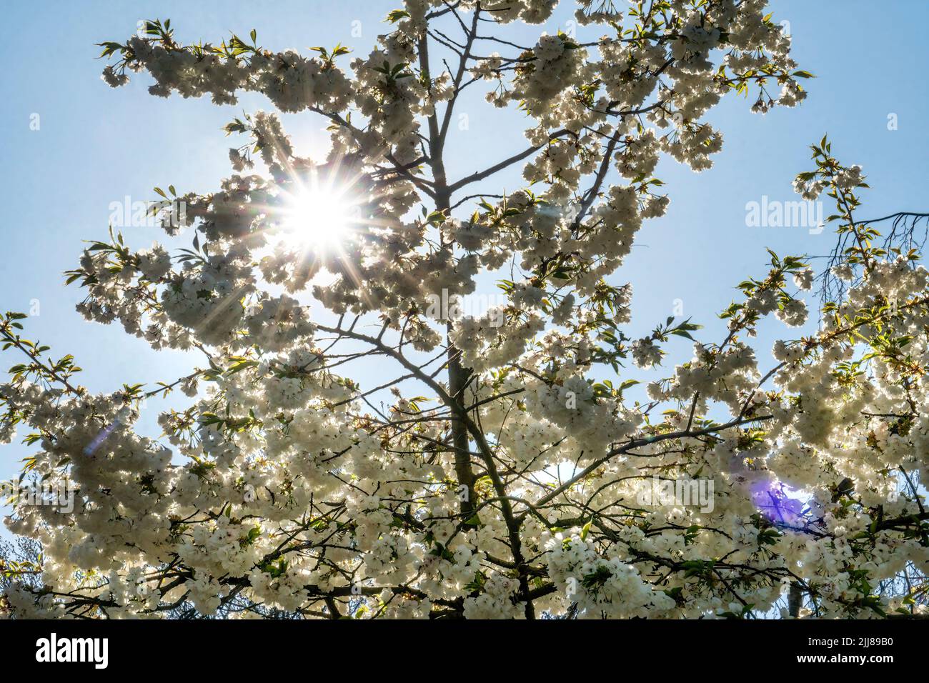 Frühling a Berlino, Japanische Kirschblüten , Foto Stock