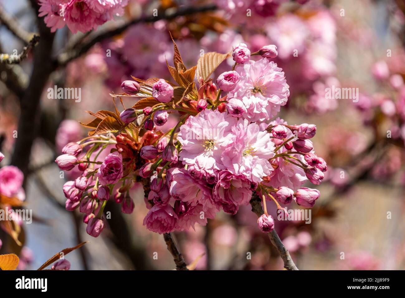 Frühling a Berlino, Japanische Kirschblüten , Foto Stock