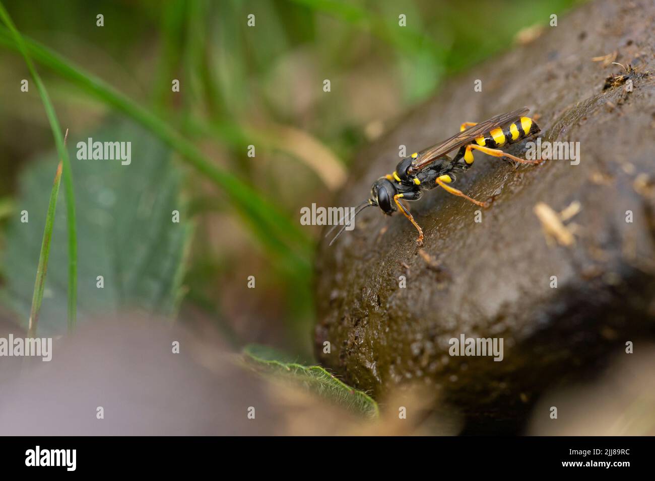 Field digger wasp Mellinus arvensis, dung di guardia, Dalditch Plantation, Devon, UK, Settembre Foto Stock