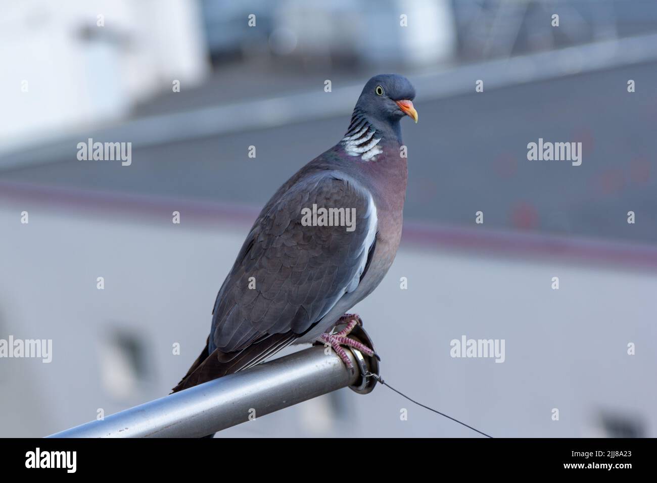 Primo piano piccione grigio - Columba Palumbus con becco rosso, sfumatura colorata e occhi arrabbiati Foto Stock