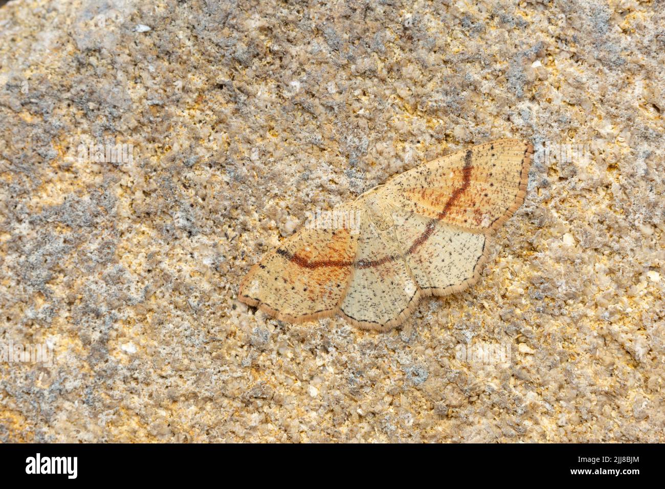 Ciclophora punctaria di Maiden, imago, arrostire, Weston-Super-Mare, Somerset, Regno Unito, maggio Foto Stock