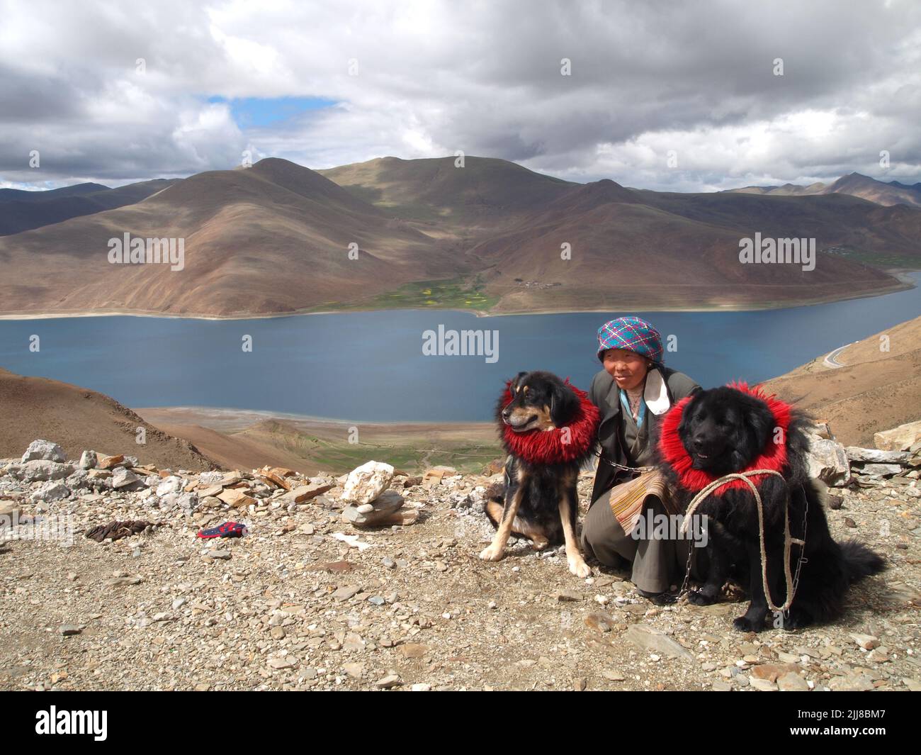 Cane da mastice tibetano a 5000 m, in Tibet Foto Stock