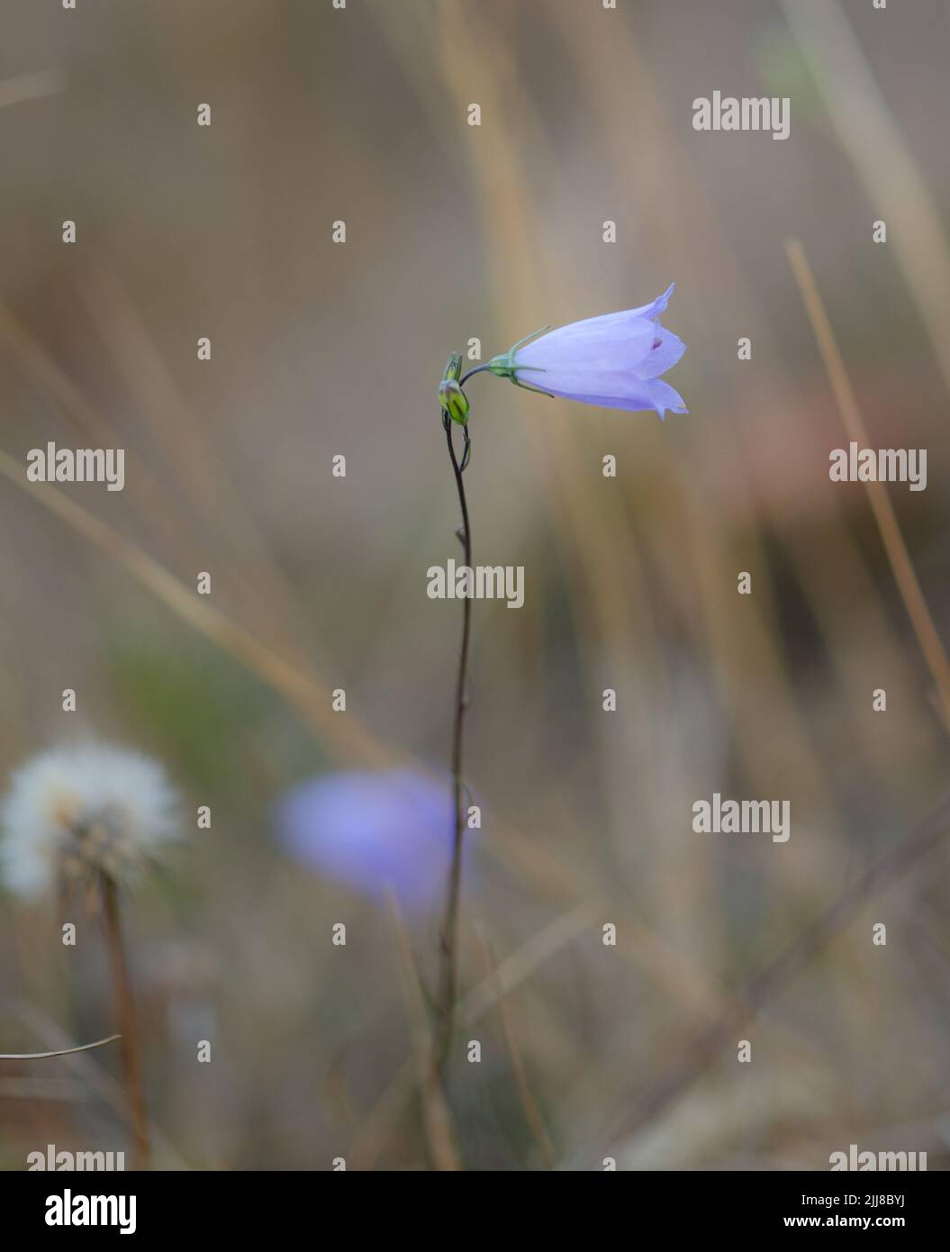 harebell Foto Stock