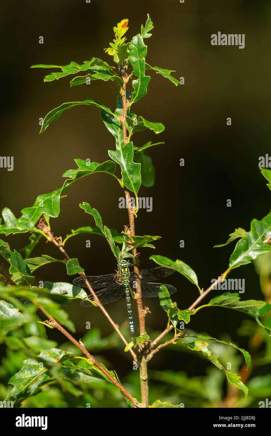 Southern Hawker Aeshna cyanea, maschio adulto arroccato in quercia inglese Quercus robur, Bystock Pools, Devon, UK, settembre Foto Stock