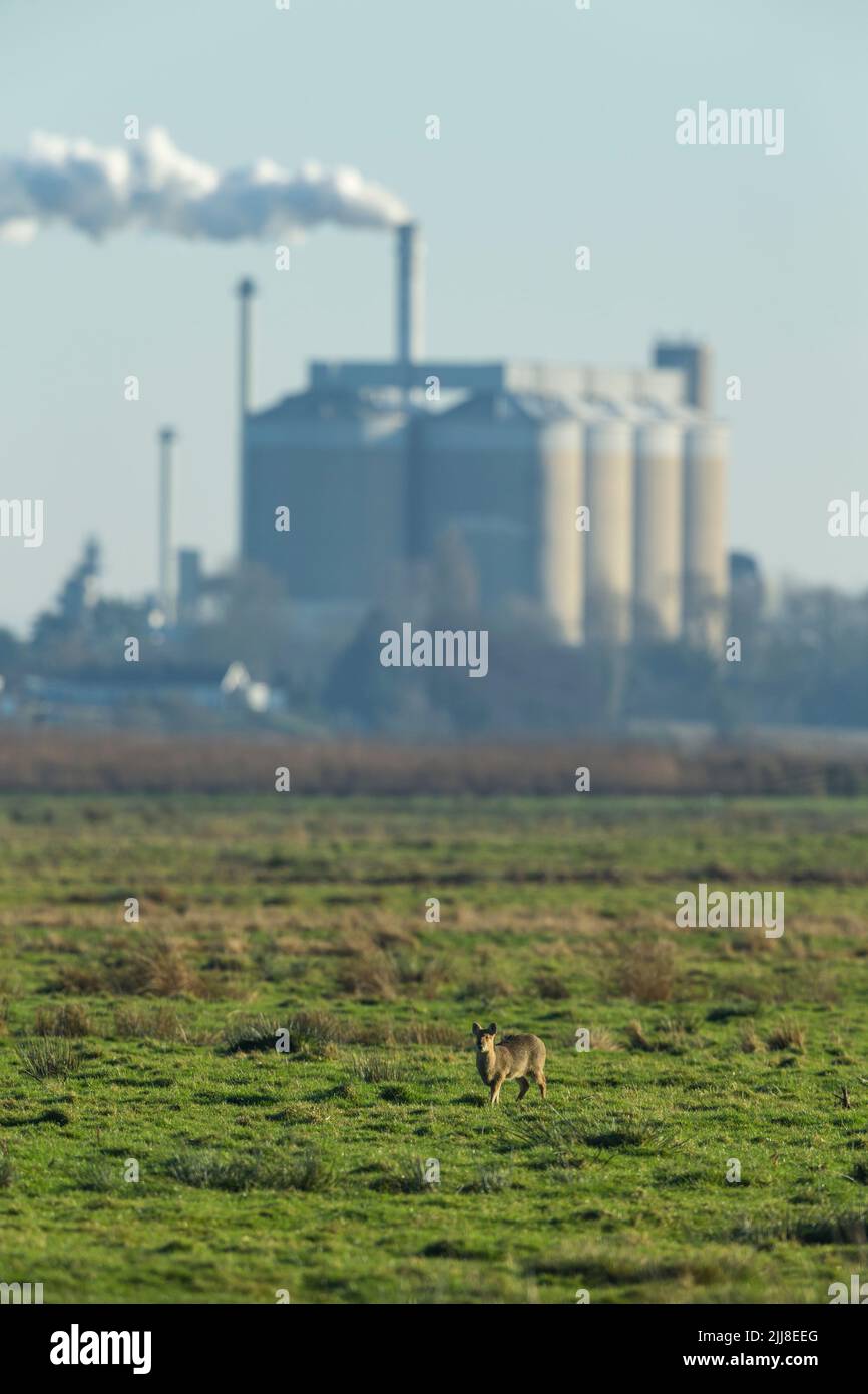 Cervi d'acqua cinesi Hydropotes inermis inermis, foraging su prateria di fronte a Cantley Sugar Factory, Buckenham Marshes, Norfolk, UK, dicembre Foto Stock