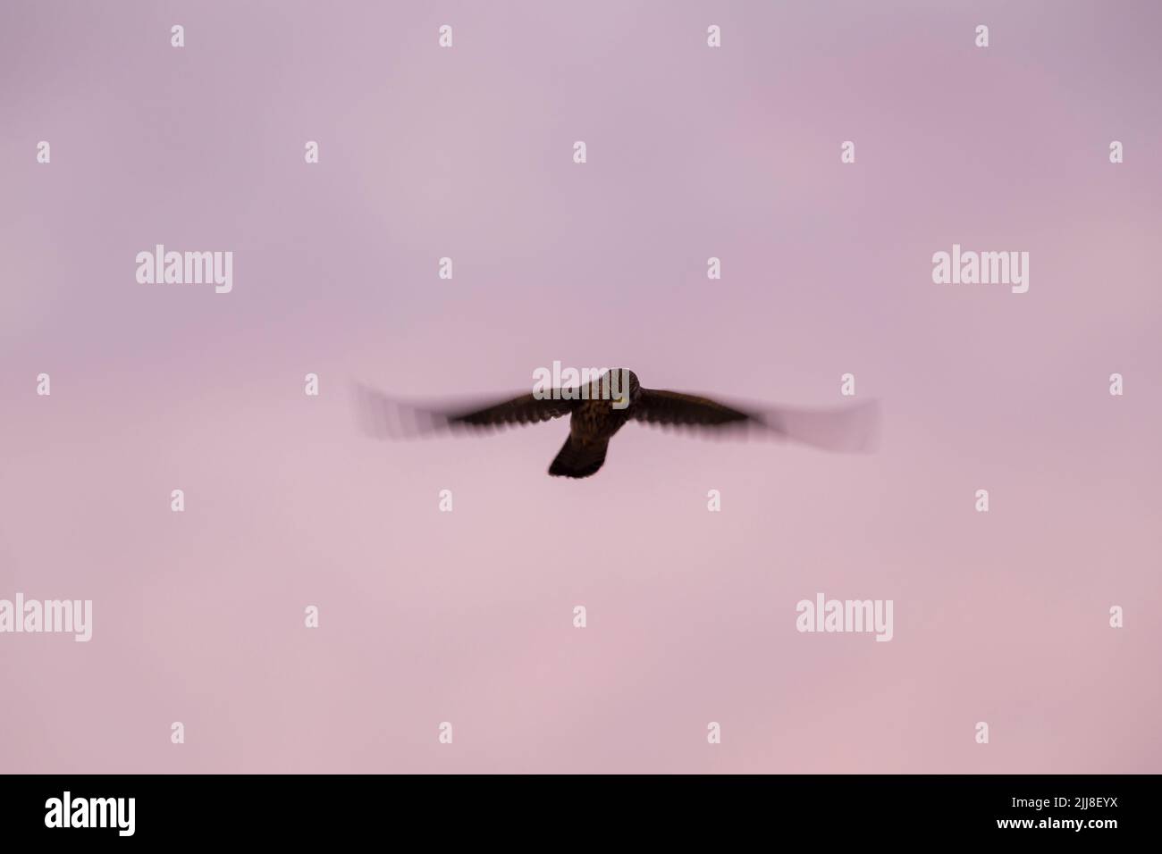 Comune gheppio Falco tinnunculus, donna adulta, hovering contro il cielo rosa, Titchwell, Norfolk, UK, dicembre Foto Stock