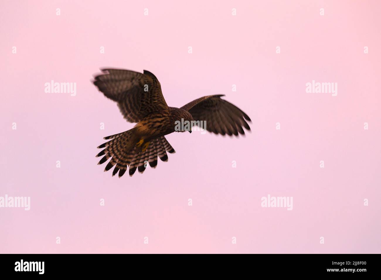 Comune gheppio Falco tinnunculus, donna adulta, hovering contro il cielo rosa, Titchwell, Norfolk, UK, dicembre Foto Stock