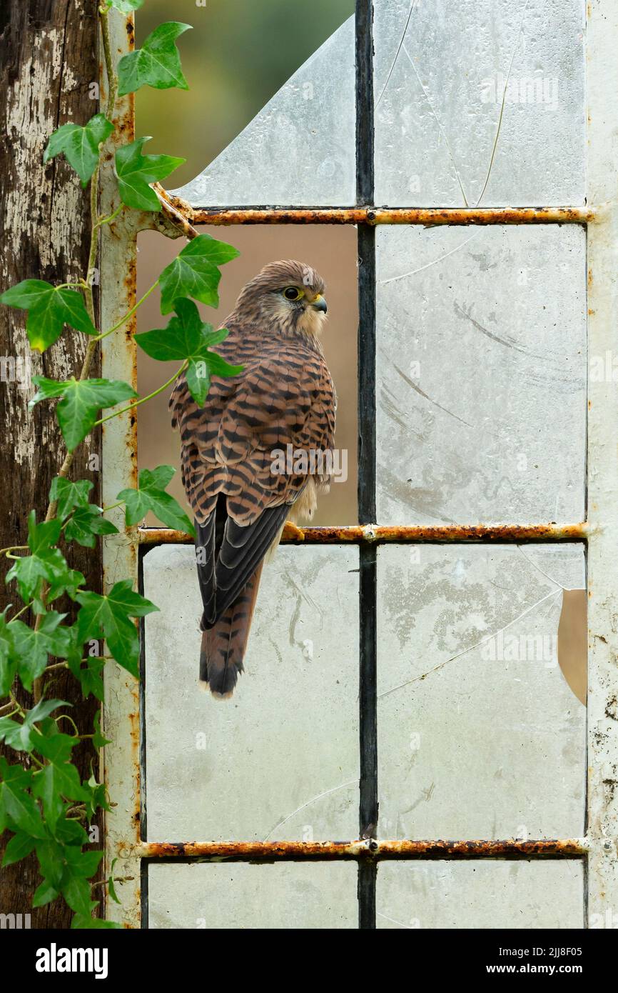 Comune gheppio Falco tinnunculus (prigioniero), donna adulta, arroccato in finestra rotta, Hawk Conservancy Trust, Hampshire, Regno Unito, novembre Foto Stock