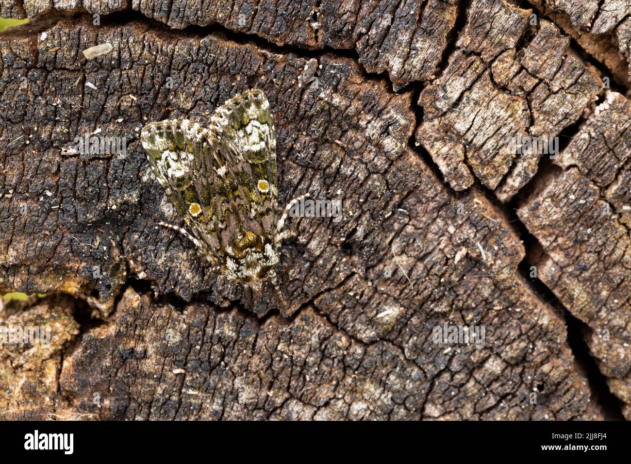 Coronet Craniophora ligustri, imago, poggiante su tronco di albero testurizzato, Middle Winterslow, UK, luglio Foto Stock