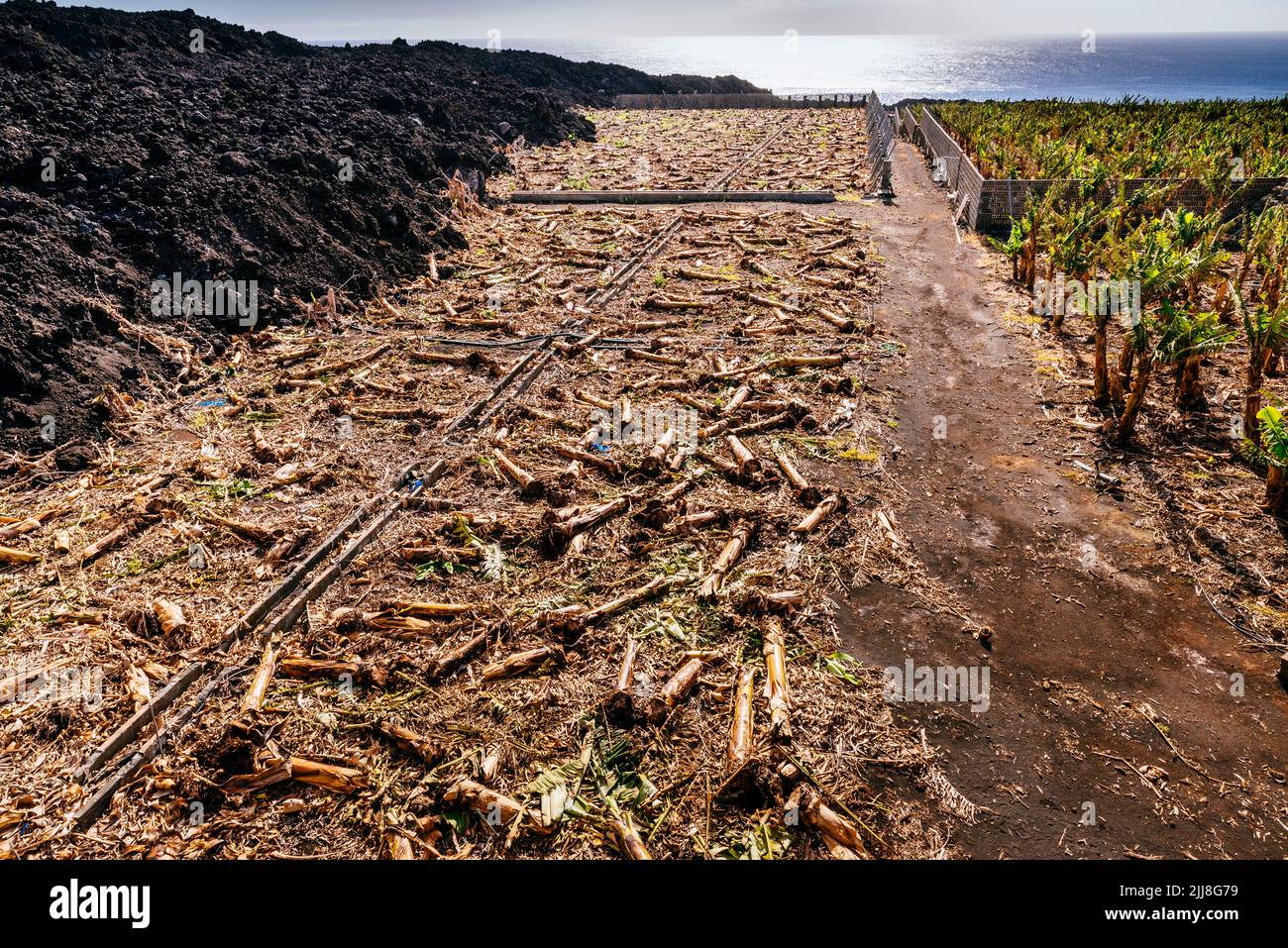 Piantagione di banane delle Canarie distrutta dal flusso di lava. Distruzione causata dal fiume di lava nella valle di Aridane. La Palma, Isole Canarie, Spagna Foto Stock