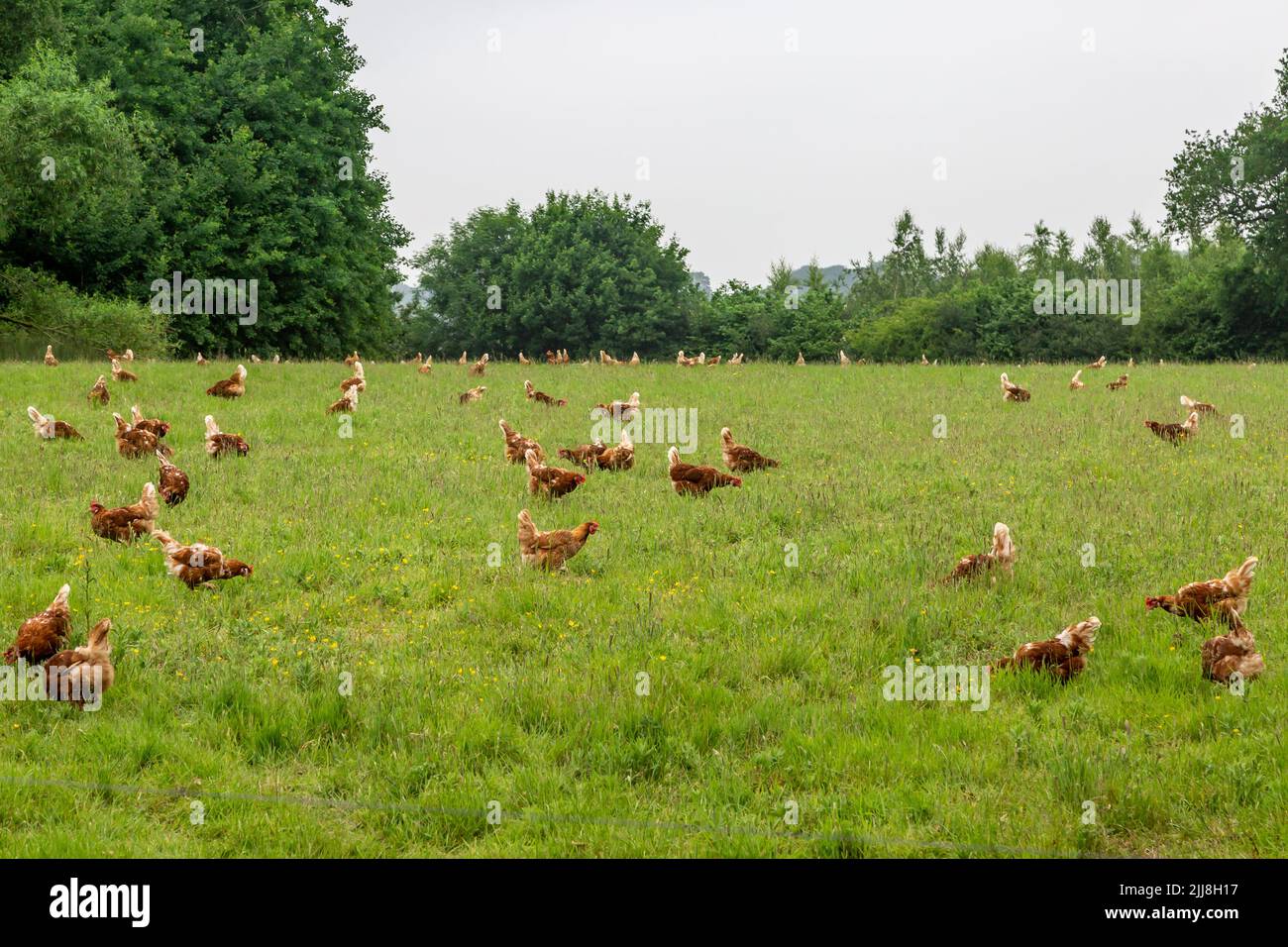 Polli a fascia libera che vagano sui terreni agricoli del Sussex Foto Stock