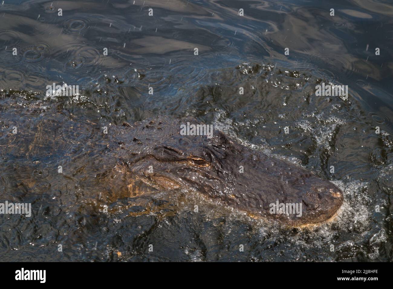 Wild American Alligator all'Everglades National Park, grande rettile coccodrillo originario del sud-est degli Stati Uniti, Florida Foto Stock