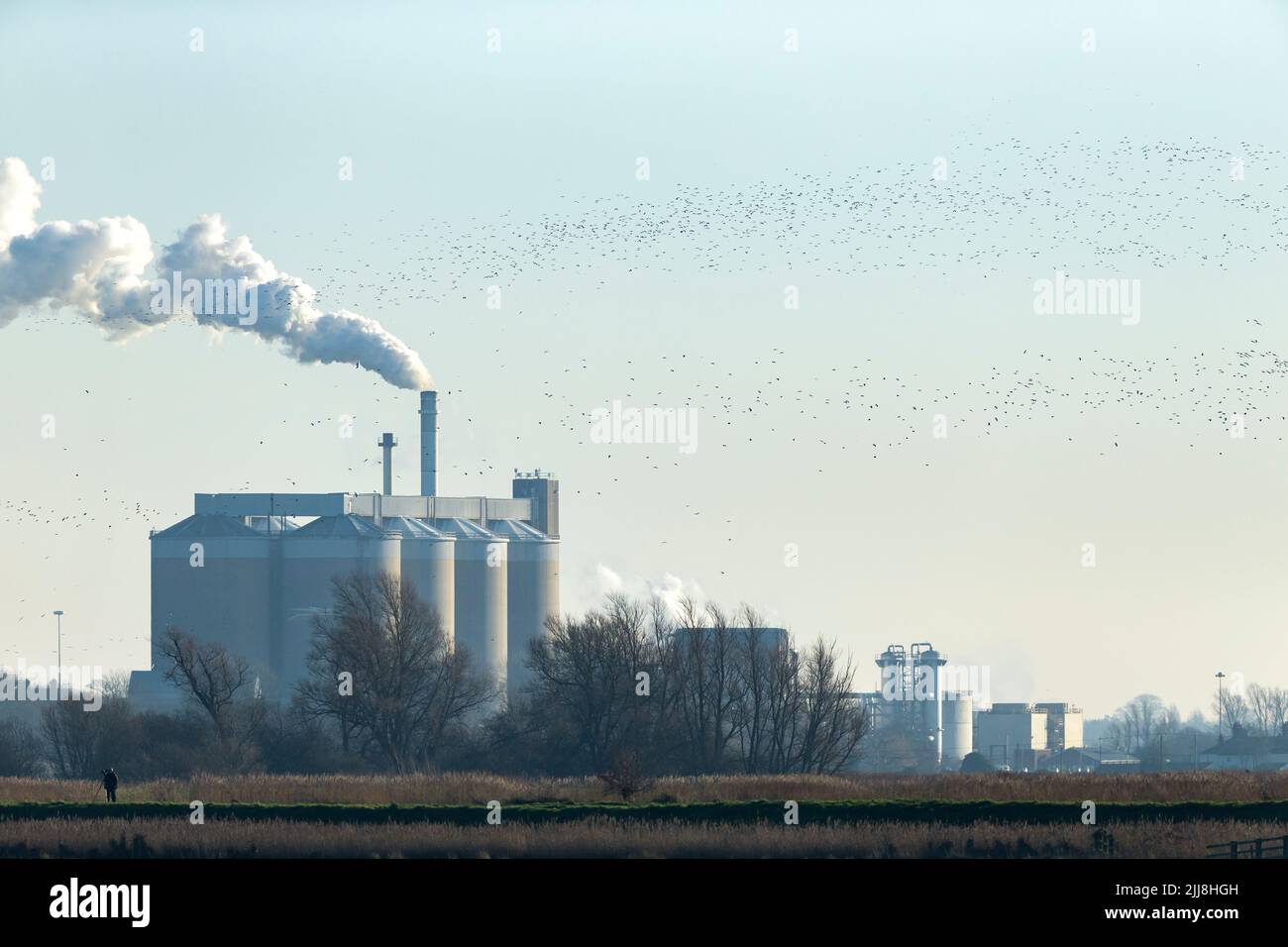 Anser brachyrhynchus, branchi che passano la Cantley Sugar Factory con birdwatcher in primo piano, Buckenham Marshes, Norfolk, UK, dicembre Foto Stock