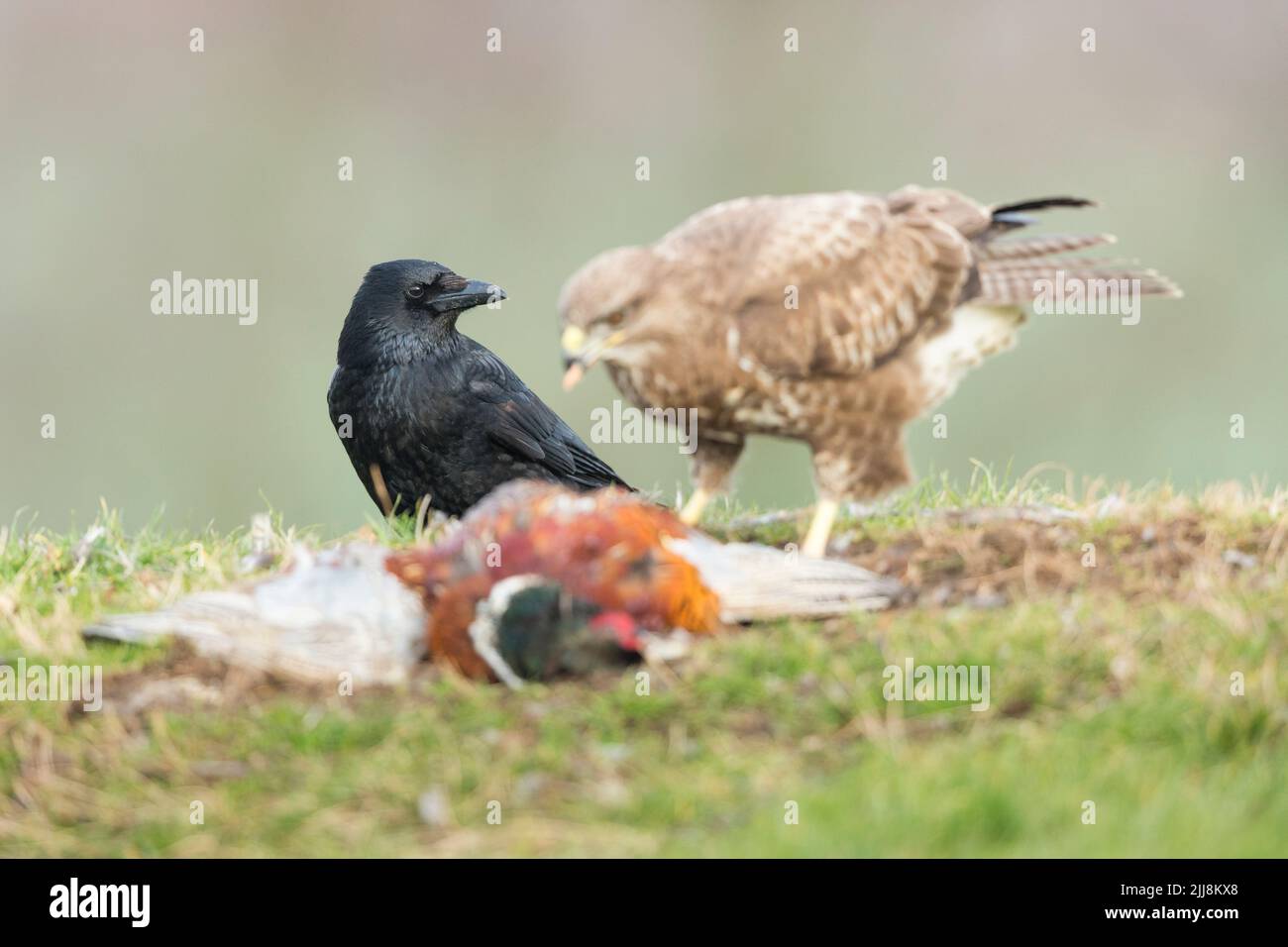 Carrion crow Corvus corone, adulto, guardando la poiana Buteo buteo alimentando il fagiano comune Phasianus colchicus, Berwick Bassett, Wiltshire, Regno Unito, Foto Stock