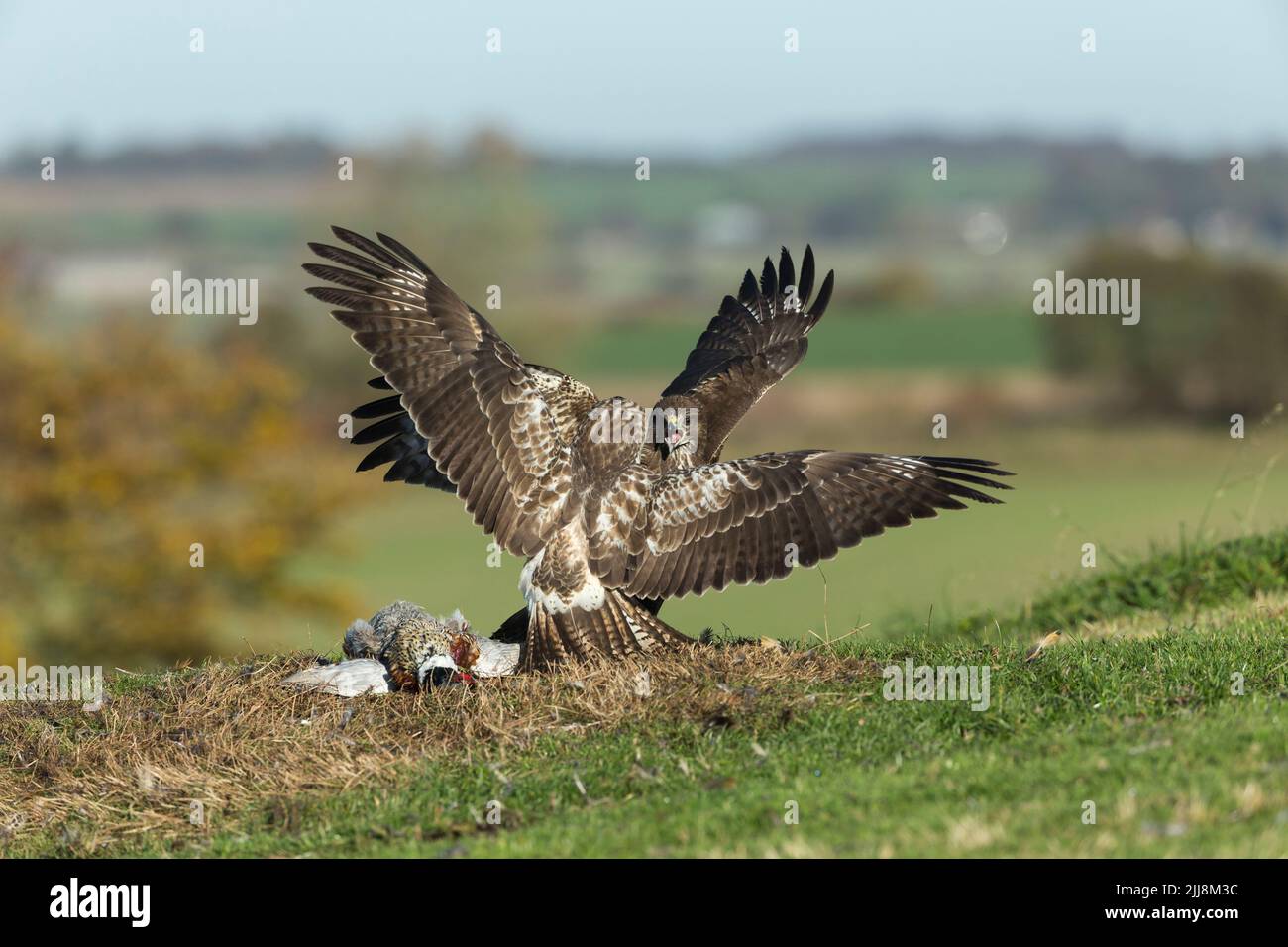 Comune poiana Buteo buteo, coppia sparring su fagiano comune Phasianus colchicus kill, Berwick Bassett, Wiltshire, Regno Unito, novembre Foto Stock