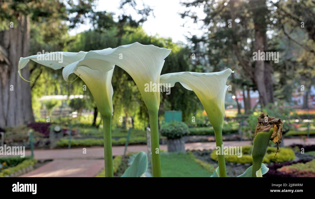 Bellissimi fiori bianchi di Zantedeschia aethiopica anche noto come giglio calla. Sfondo naturale. Foto Stock