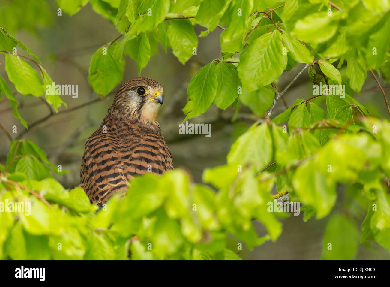 Comune gheppio Falco tinnunculus (prigioniera), donna adulta, arroccato nel faggio europeo Fagus sylvatica, Hawk Conservancy Trust, Andover, Hampshire, Regno Unito, R Foto Stock