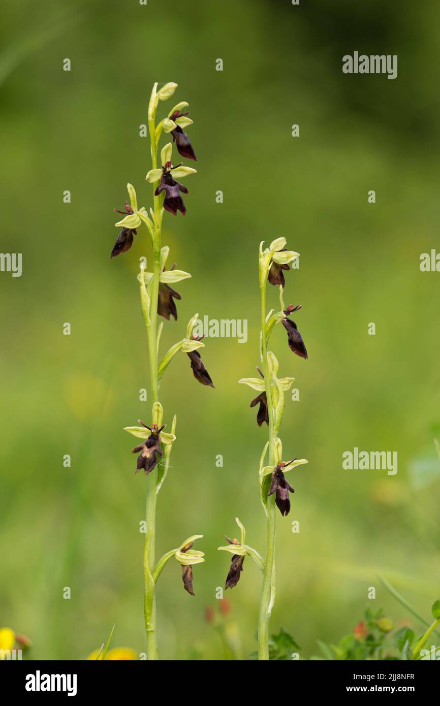 Fly orchidea insettifera di Ophrys, fioritura, riserva naturale di Warburg, Oxfordshire, Regno Unito, Giugno Foto Stock