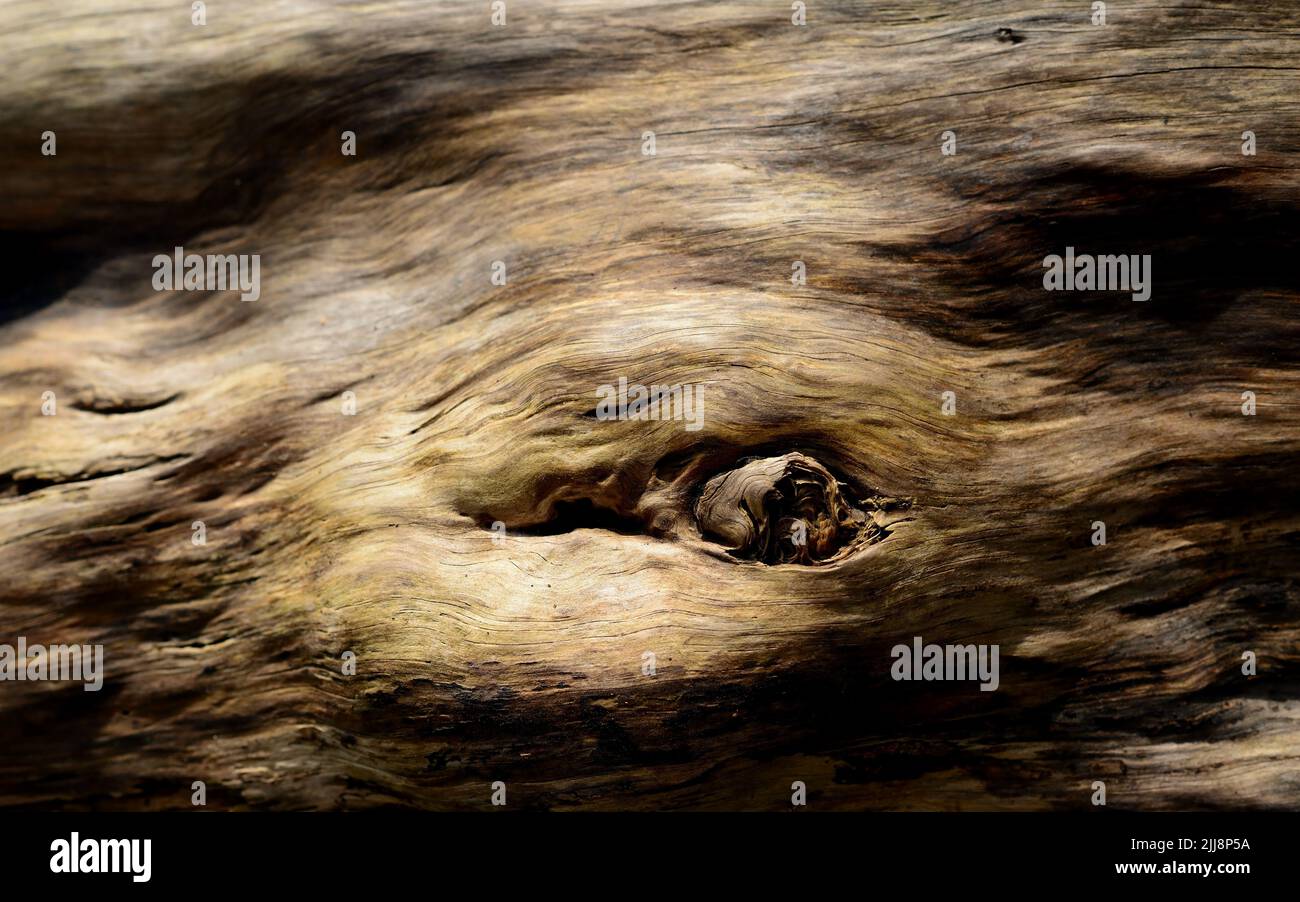 Marcature su un tronco caduto dell'albero. Foto Stock