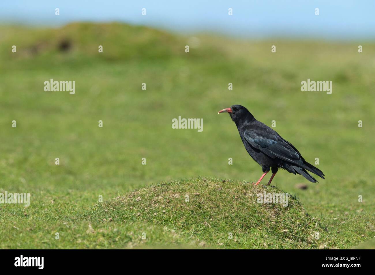 Pyyhocorax di pirrhocorax con becco rosso, foraging su praterie ghiaiate, Ramsey Island, Pembrokeshire, Galles, Regno Unito, Giugno Foto Stock