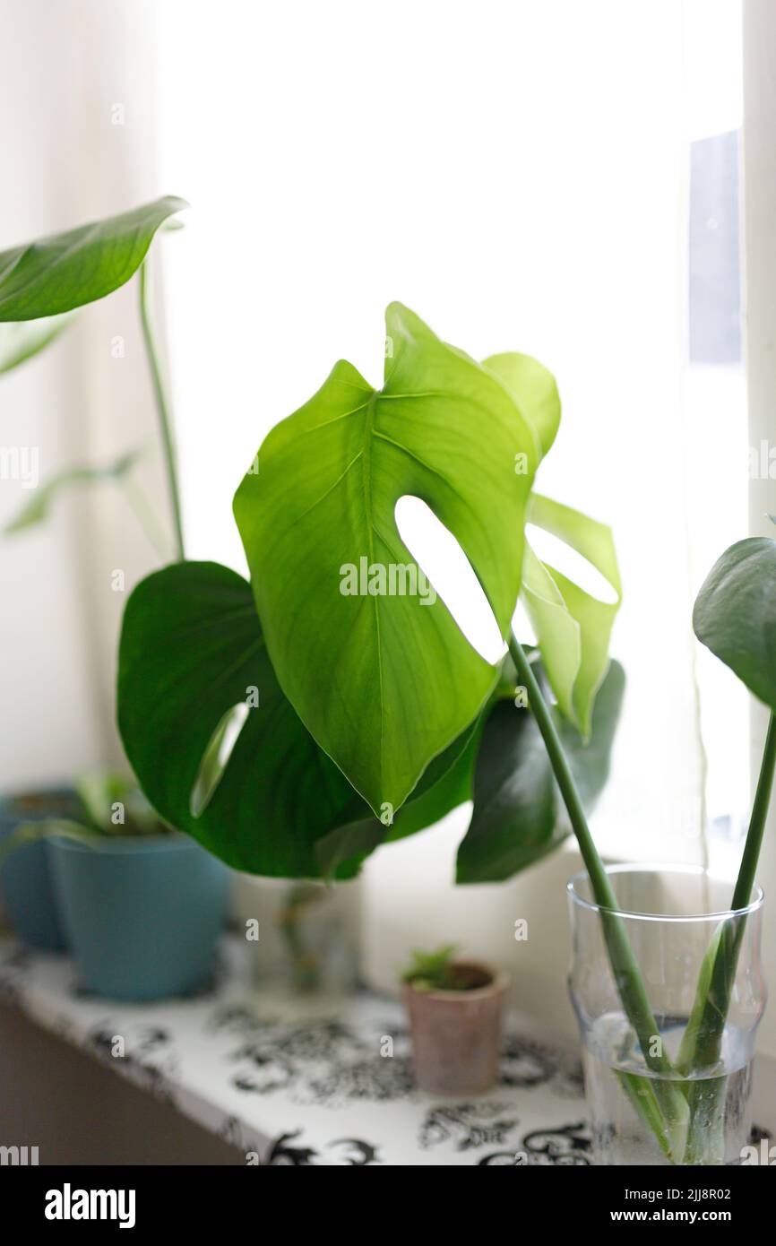 Propagazione in acqua della pianta di formaggio svizzero , Philodendron Monstera. Foto Stock