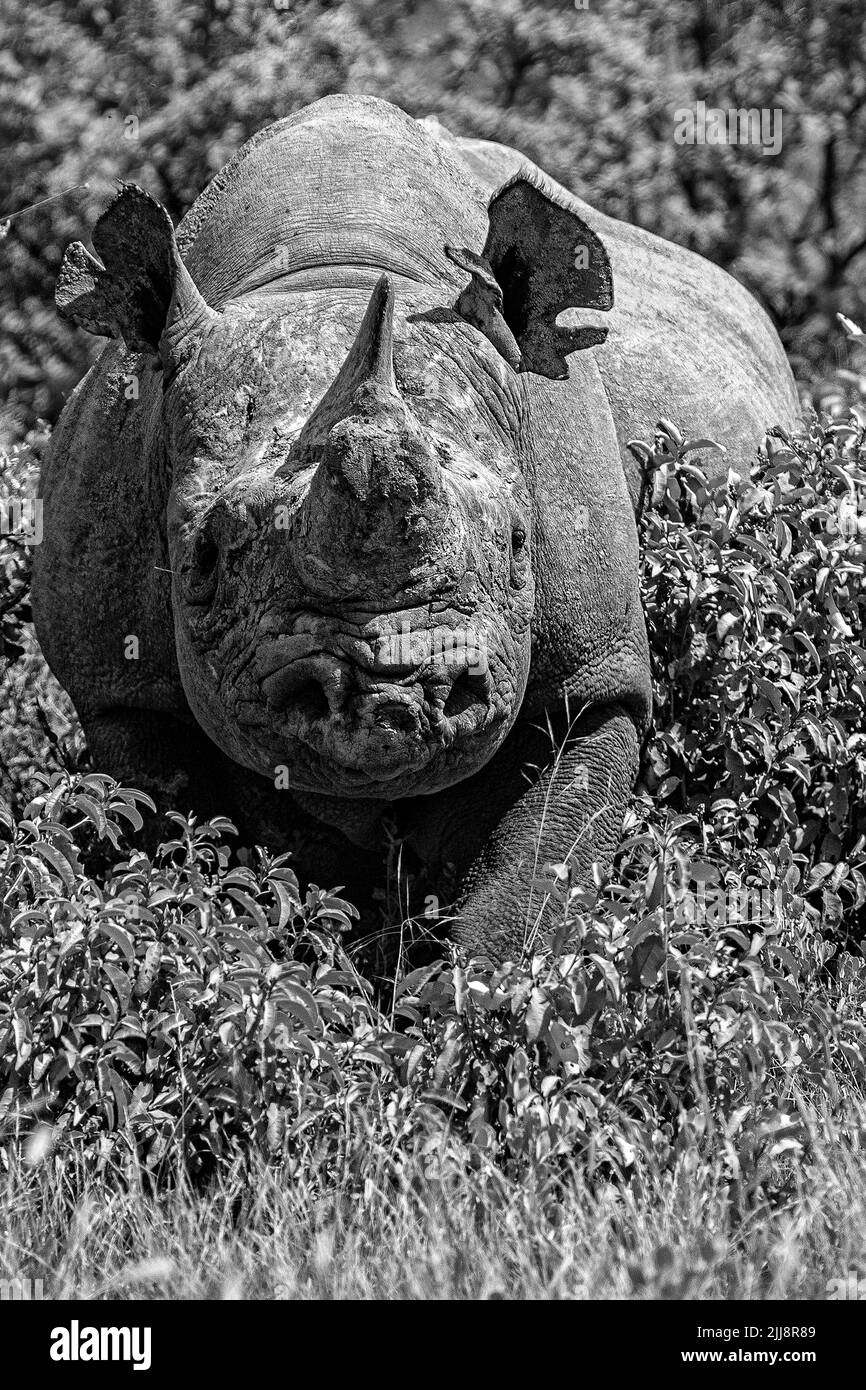 Un rinoceronte nero che emerge dal cespuglio di Etosha, Namibia. Bianco e nero, ritratto, foto Foto Stock