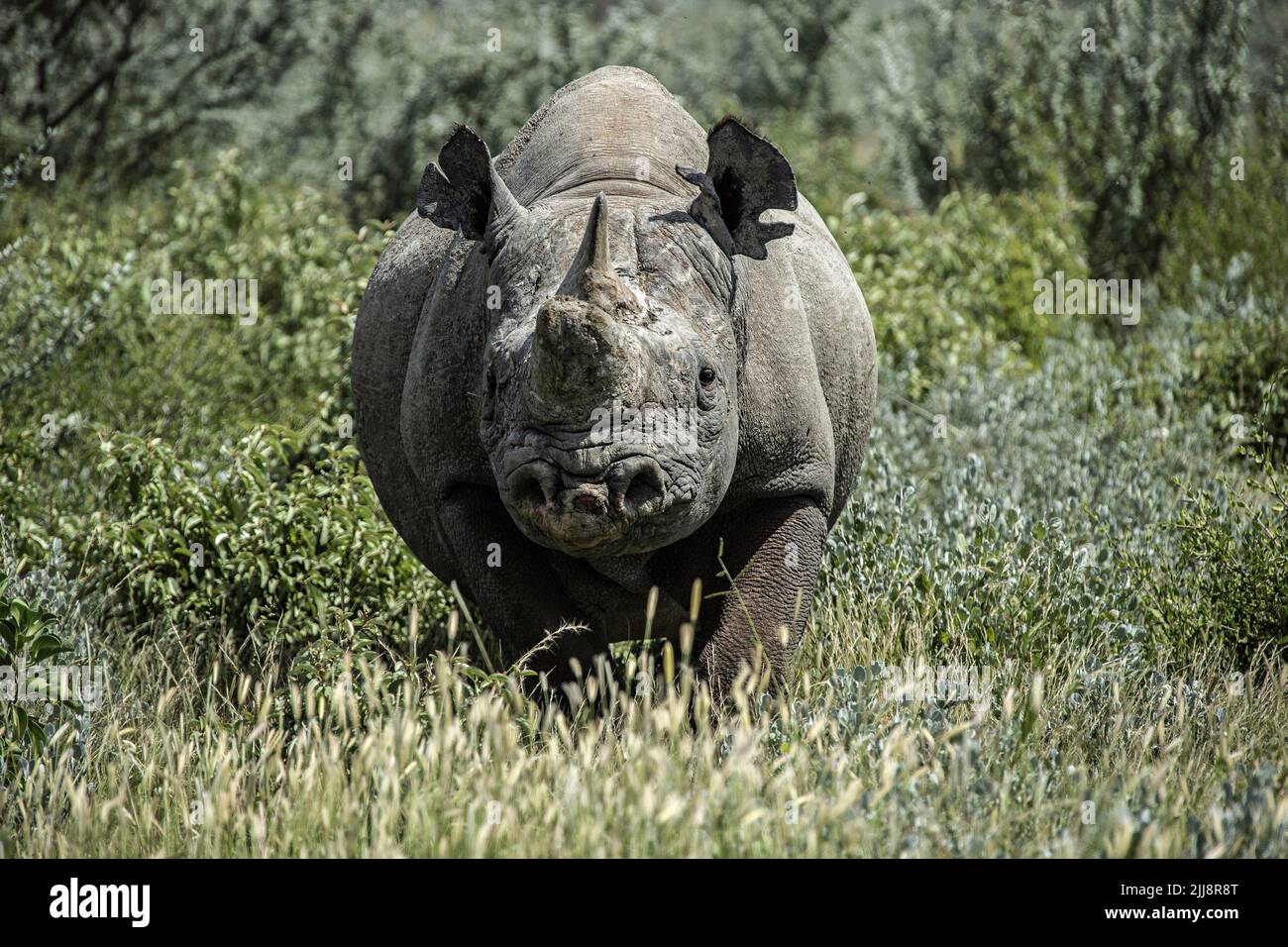 Un rinoceronte nero che emerge dal cespuglio di Etosha, Namibia. Bianco e nero, ritratto, foto Foto Stock