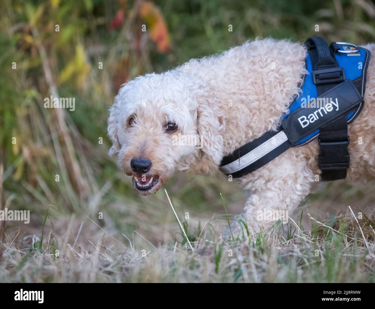 Un bel cane Labradoodle di colore beige, che indossa un'imbracatura Foto Stock