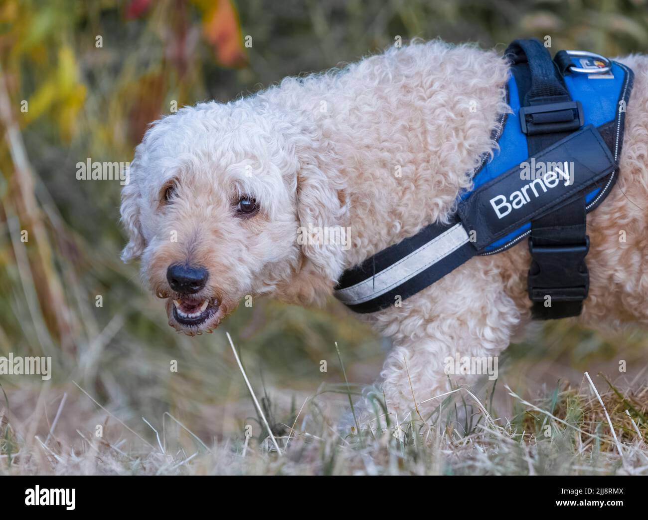Un bel cane Labradoodle di colore beige, che indossa un'imbracatura Foto Stock