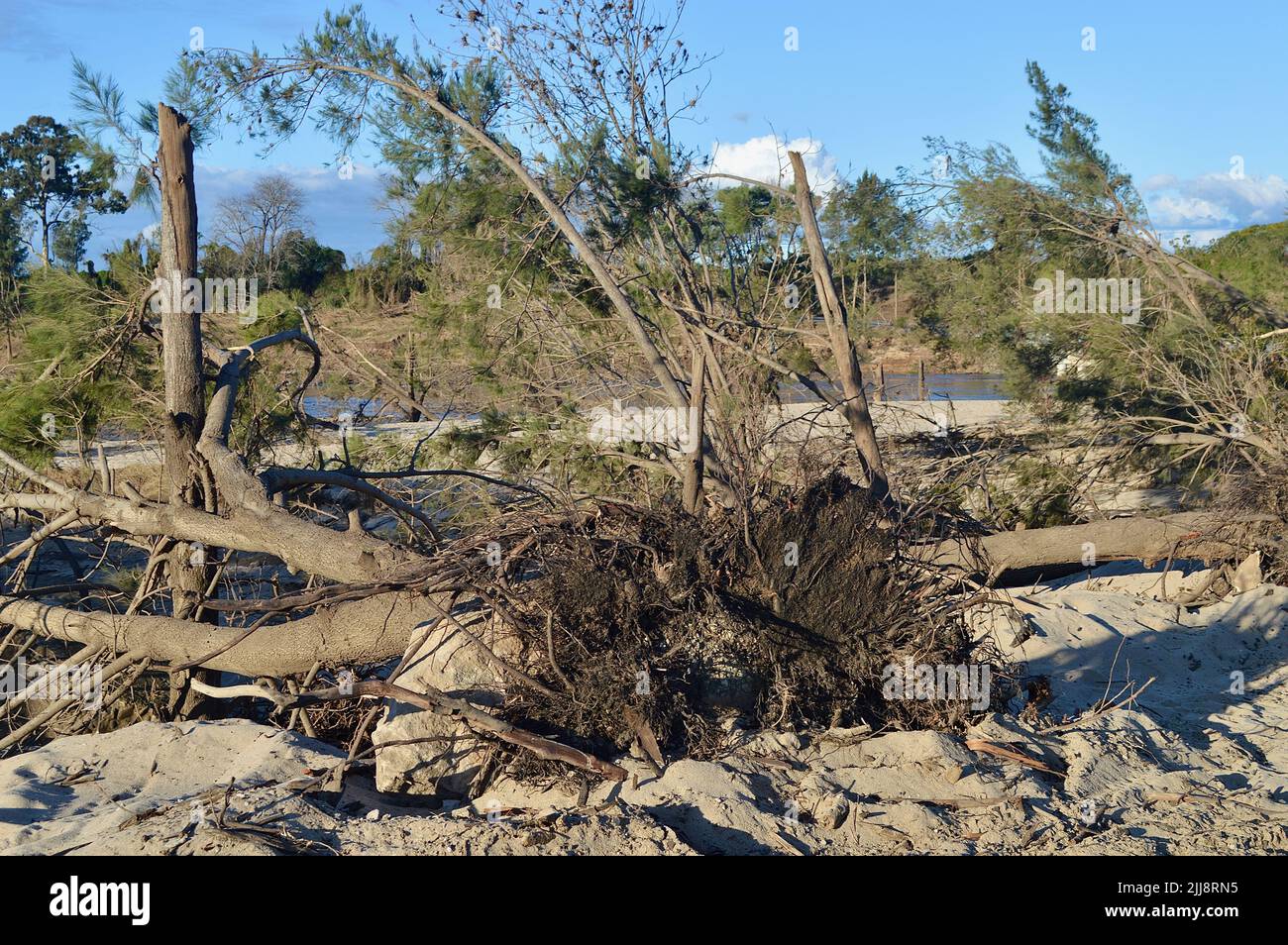 Alberi danneggiati e sradicati dalle inondazioni australiane a Yarramundi, nella parte occidentale di Sydney Foto Stock