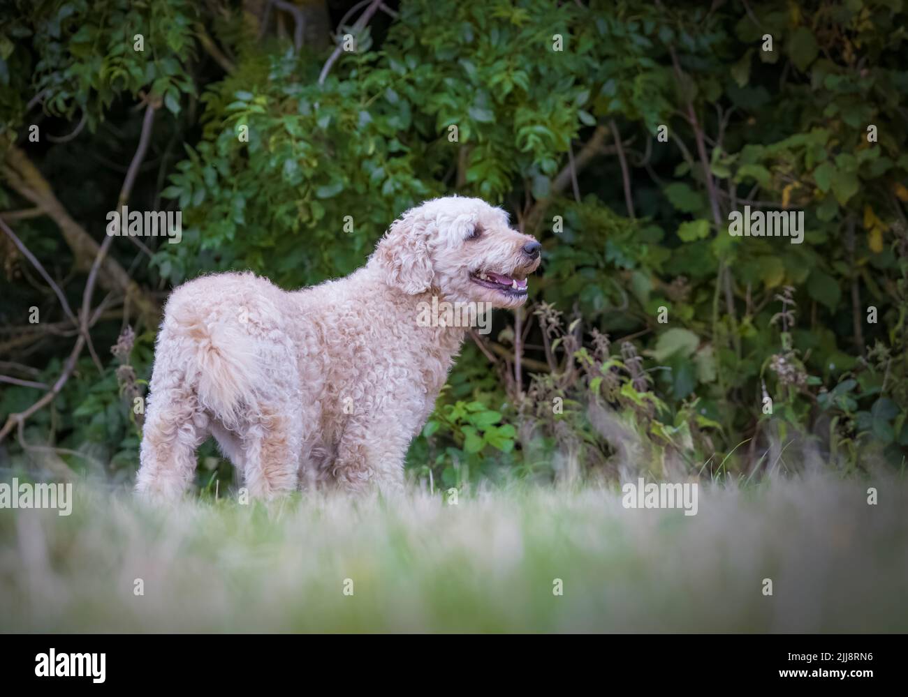 Un bel cane Labradoodle di colore beige, si trovava in un campo erboso Foto Stock