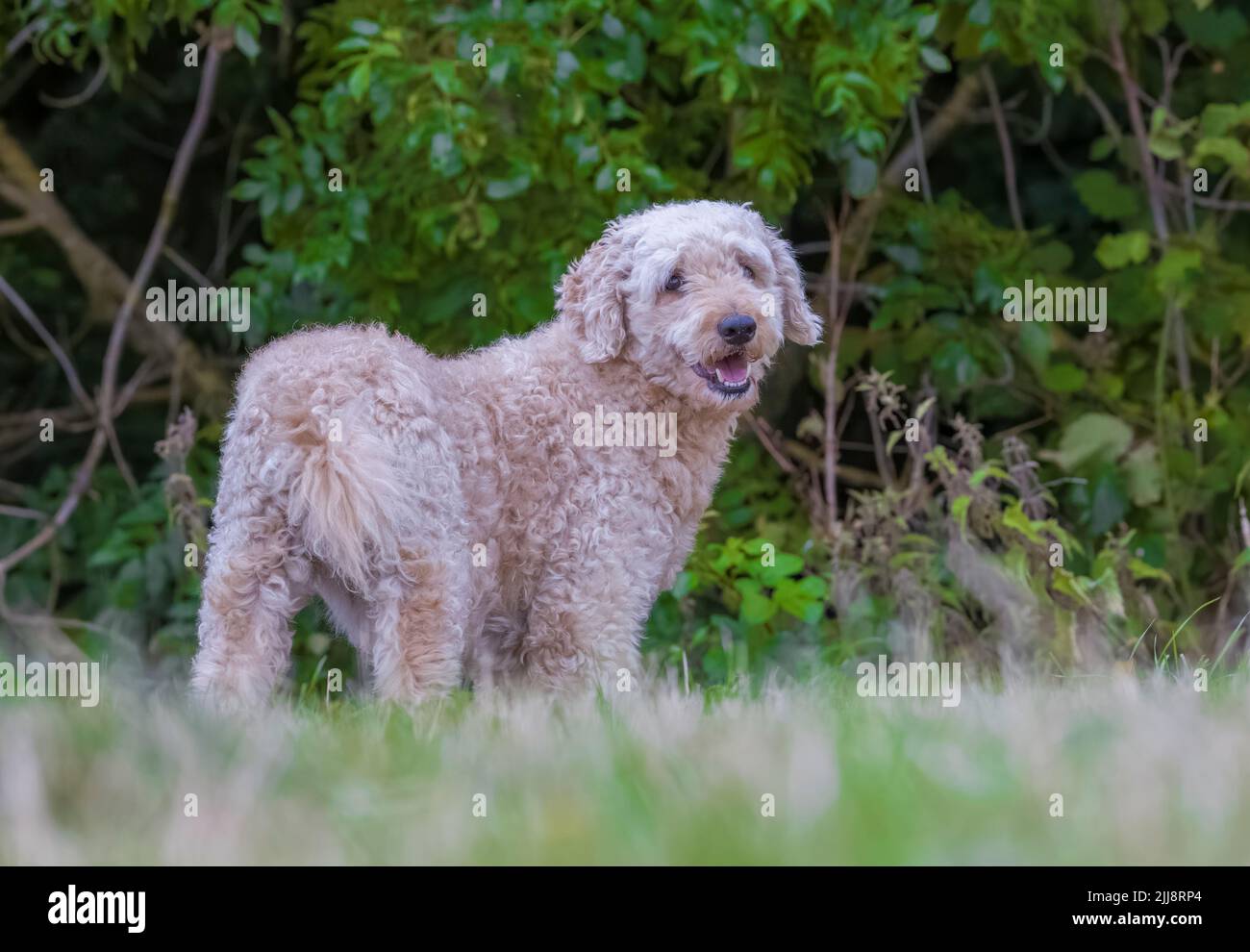 Un bel cane Labradoodle di colore beige, si trovava in un campo erboso Foto Stock