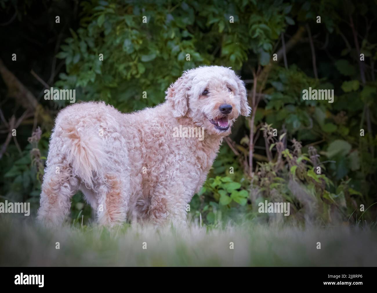 Un bel cane Labradoodle di colore beige, si trovava in un campo erboso Foto Stock