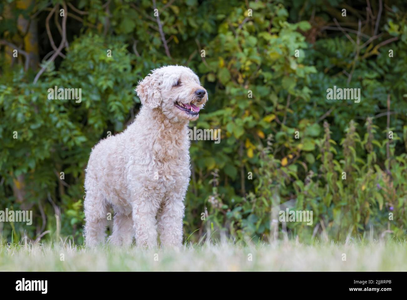 Un bel cane Labradoodle di colore beige, si trovava in un campo erboso Foto Stock