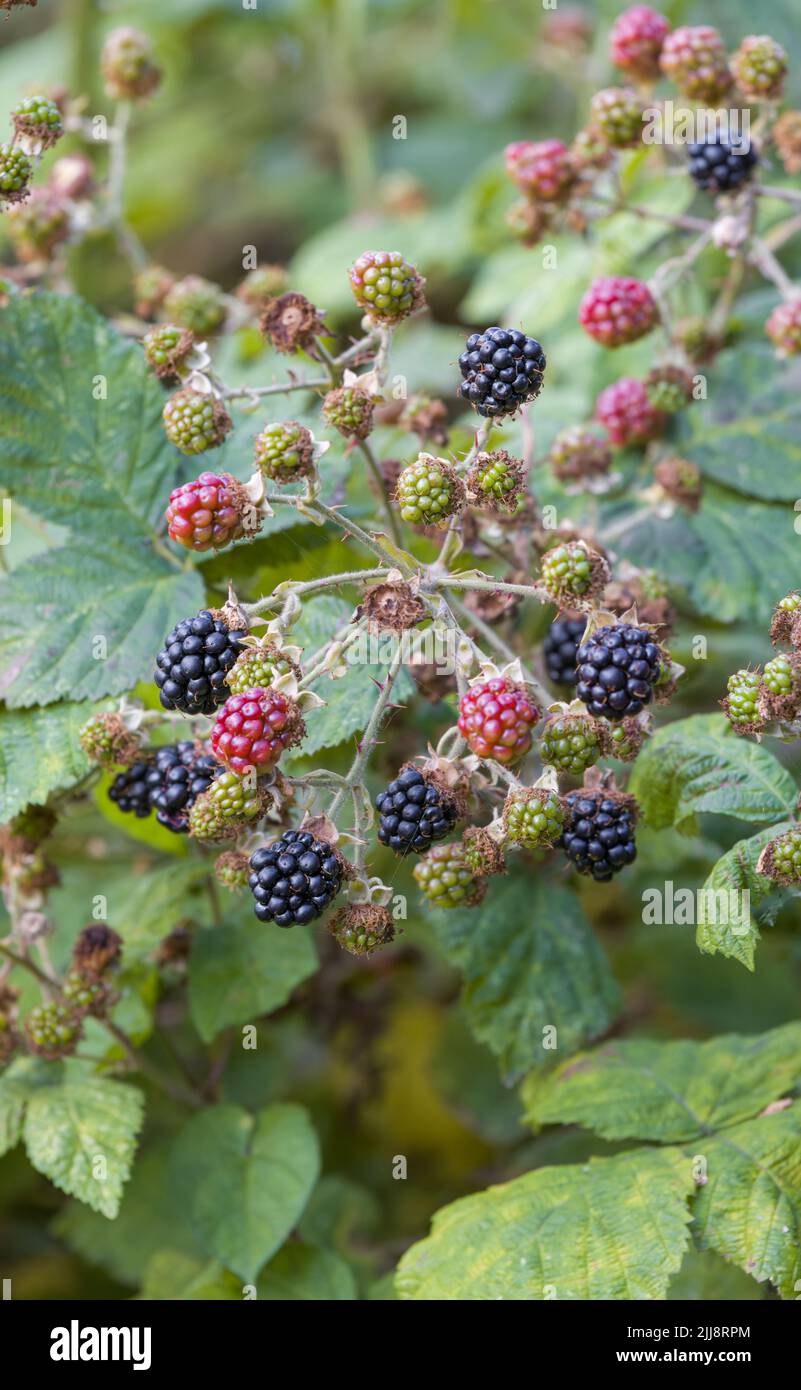 Un mazzetto di more, maturando su un impianto di Bramble nel Lancashire, Regno Unito Foto Stock