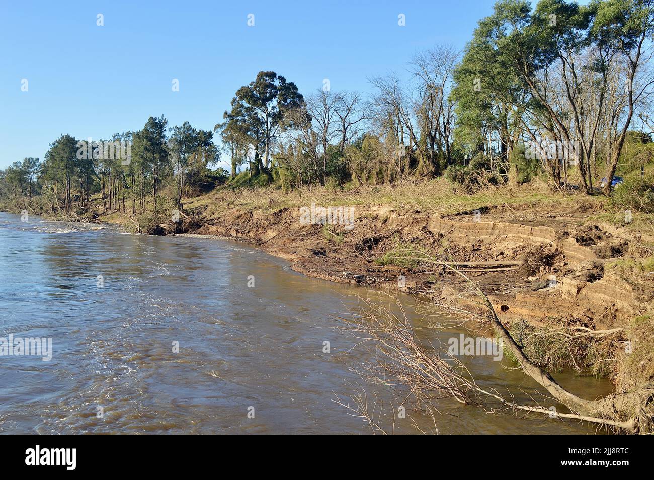 Alberi danneggiati e sradicati dalle inondazioni australiane a Yarramundi, nella parte occidentale di Sydney Foto Stock