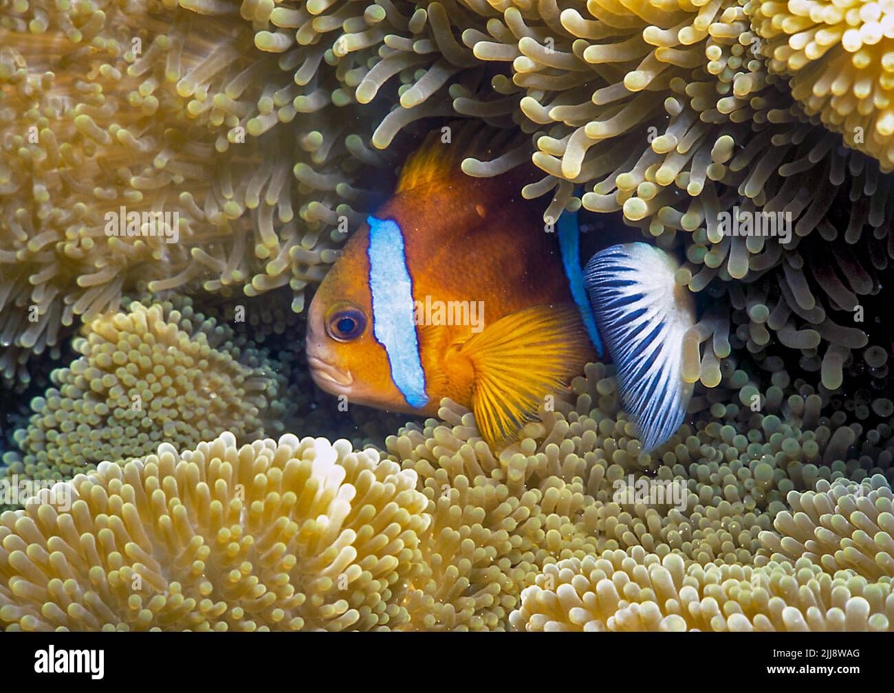 Barriera Corallina Clownfish (Amphiprion akindynos) da Flinders Reefs, il Mare dei Coralli. Foto Stock
