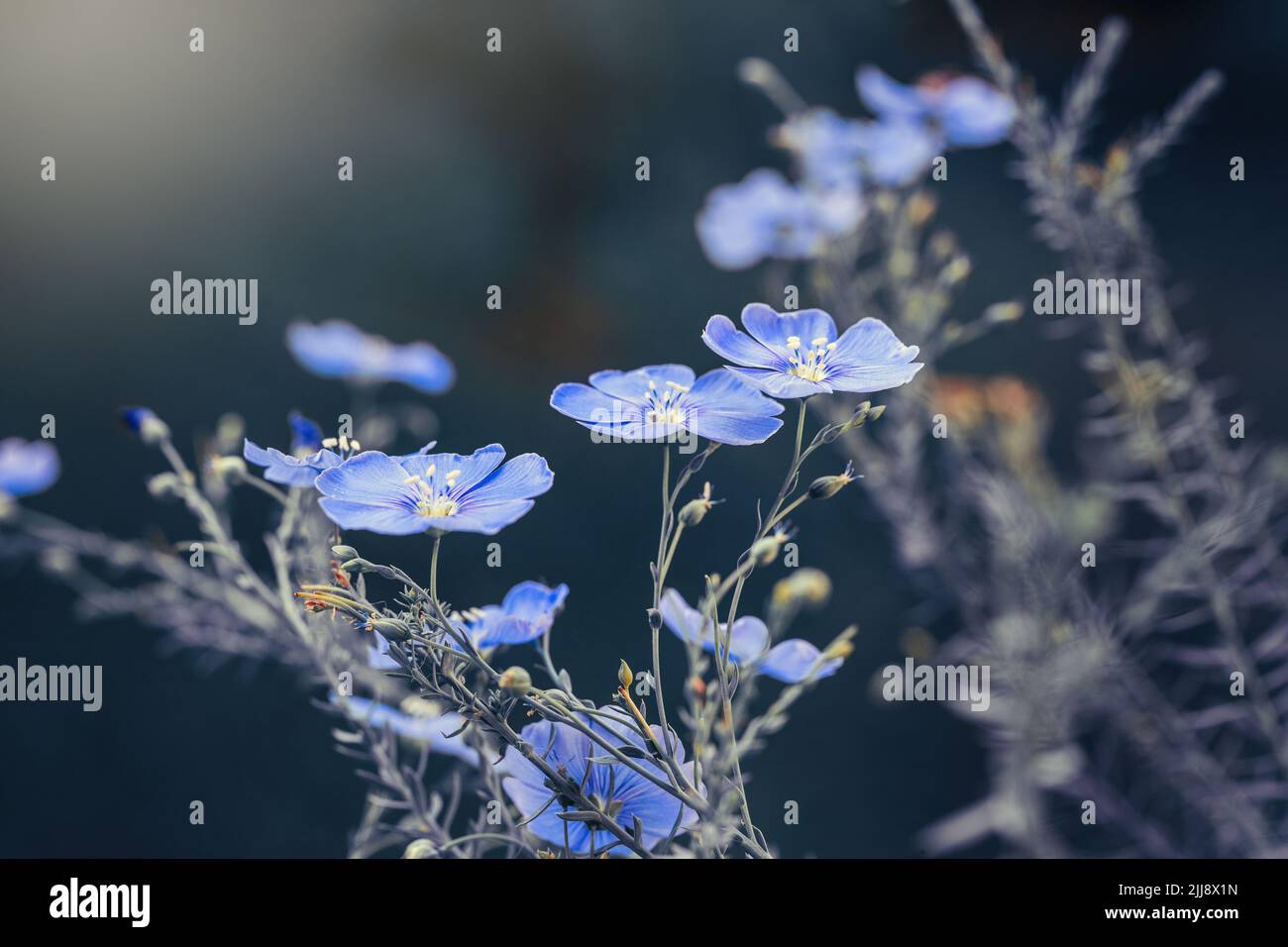 Diversi fiori blu di lino pianta o linum perenne su sfondo blu. Tonalità creative. Concetto di natura Foto Stock