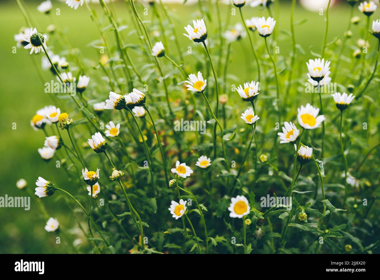 Bella camomilla di fiori selvatici su prato verde. Estate natura backgound Foto Stock