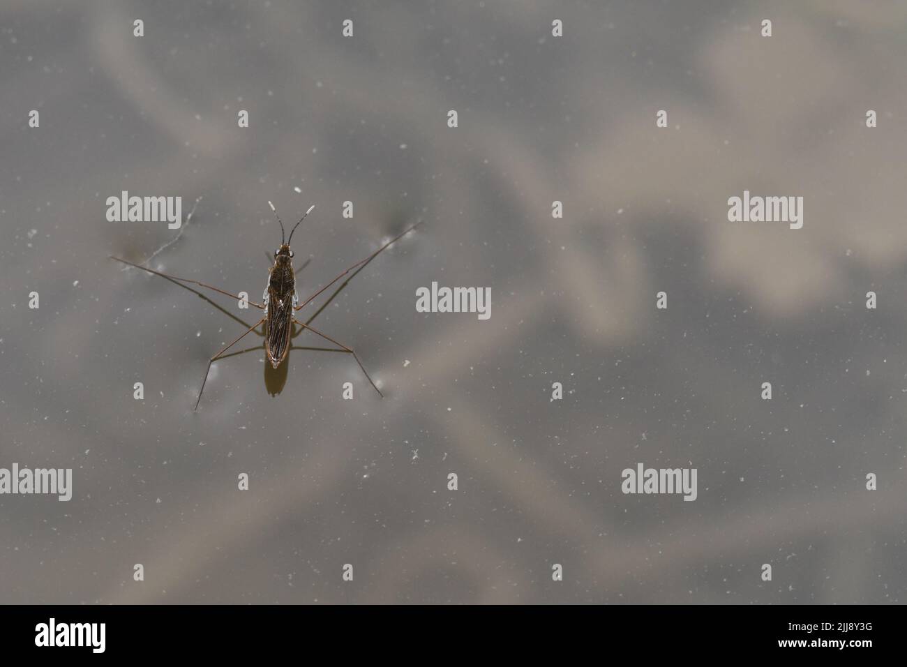 Gerridae, strisce d'acqua, spiedini d'acqua, scooters d'acqua, insetti d'acqua, pattinatori per laghetti, sci d'acqua, scivoli d'acqua, fotografia macro Foto Stock