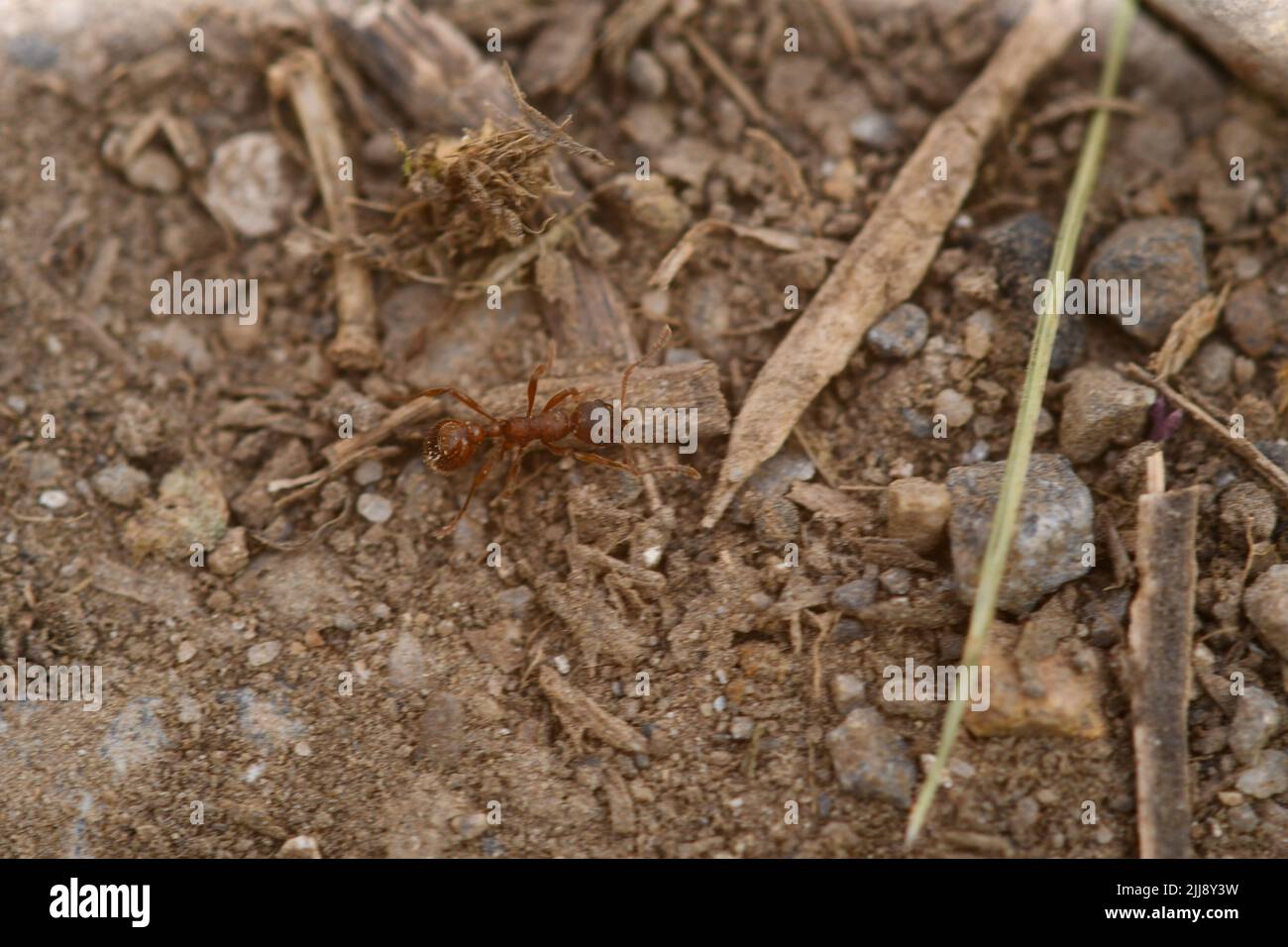 Formica, fotografia macro Foto Stock