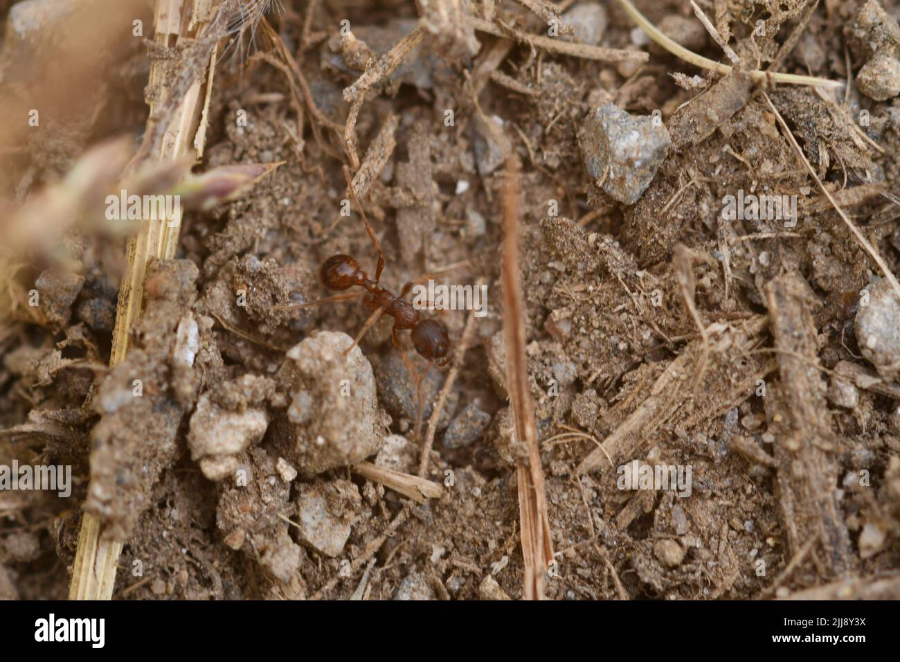 Formica, fotografia macro Foto Stock