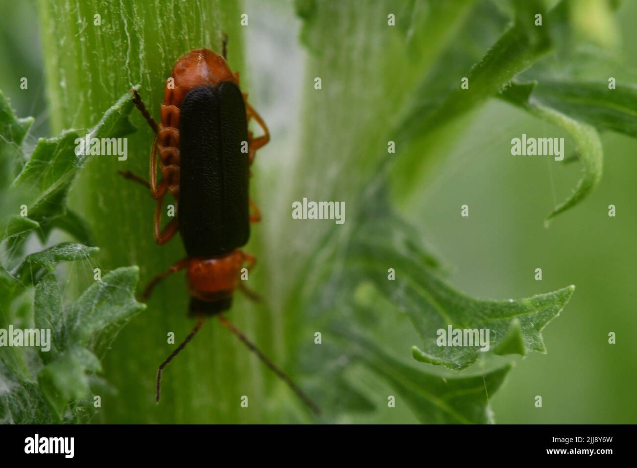 Bug, fotografia macro Foto Stock