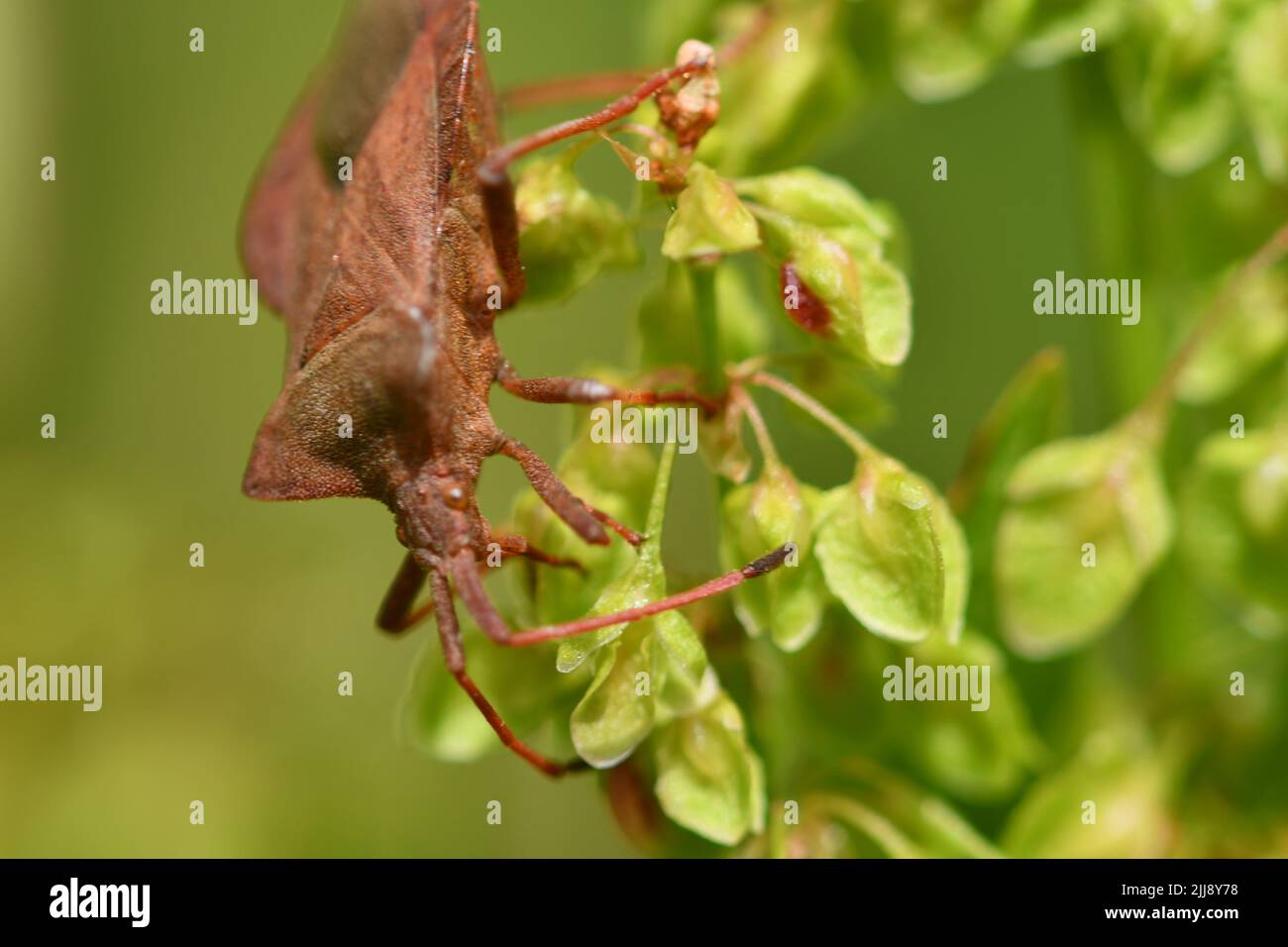 Coreidae, Coreus marginatus, macro fotografia, Foto Stock