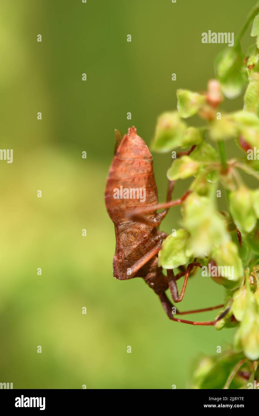 Coreidae, Coreus marginatus, macro fotografia, Foto Stock