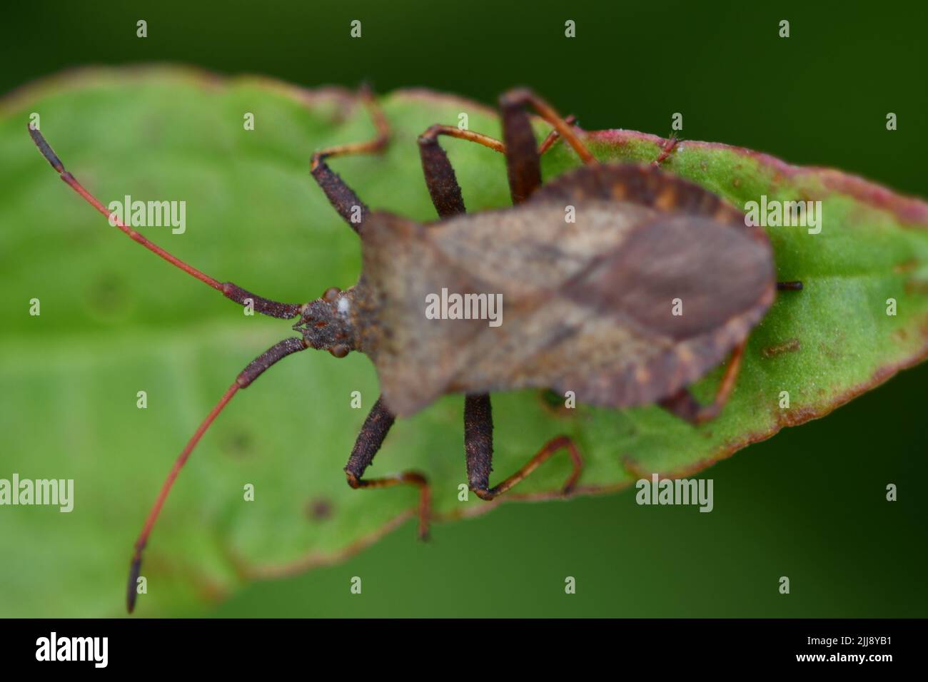 Coreidae, Coreus marginatus, macro fotografia, Foto Stock