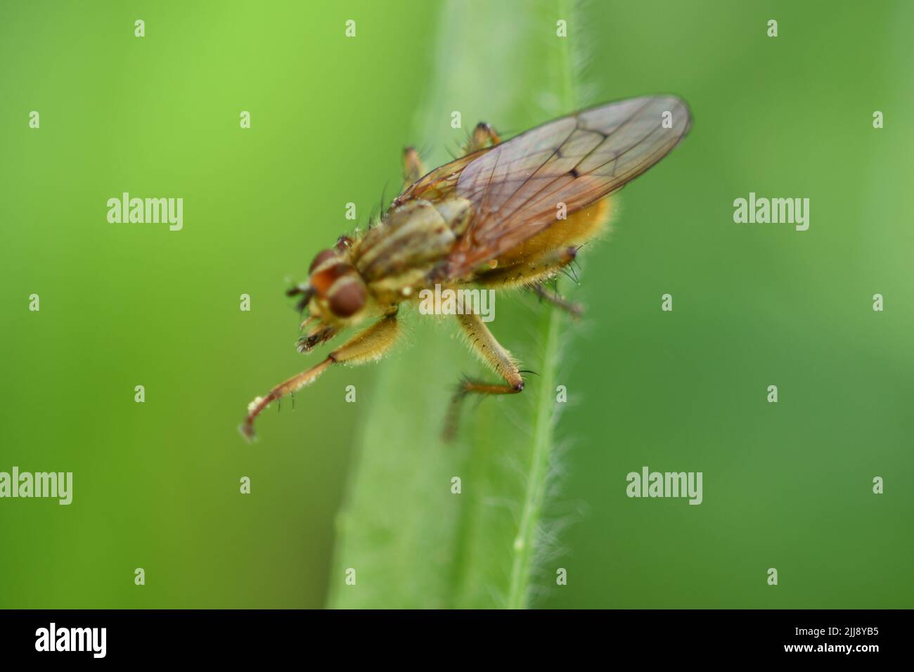 Vola su un prato, macro fotografia Foto Stock